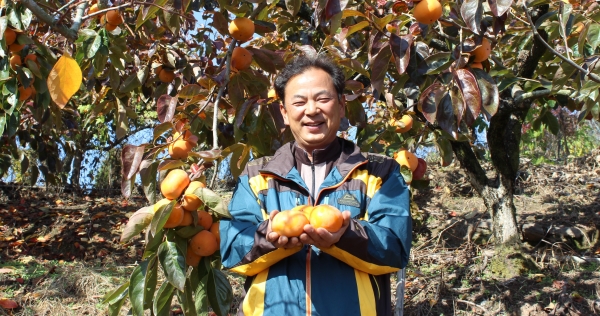 창녕 노왕현(단감)