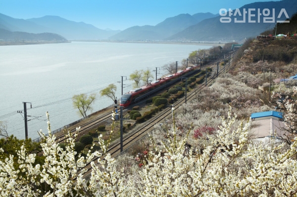 원동 매화 축제 모습 ⓒ양산타임스