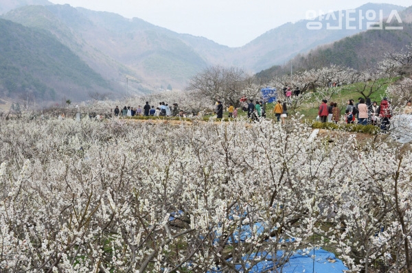 원동 매화축제장모습 ⓒ양산타임스