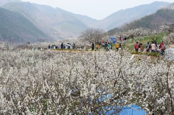 원동매화축제장 모습