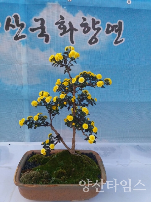 양산국화향연 행사에 전시된 국화 ⓒ양산타임스