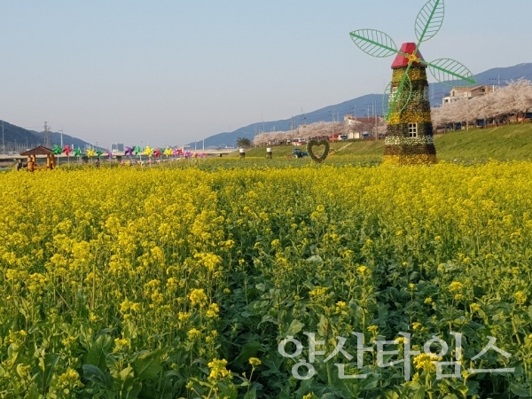 양산천 유채꽃향연 ⓒ양산타임스