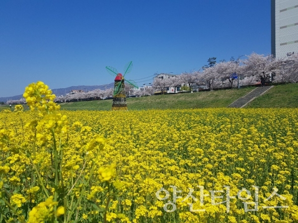 양산천 유채꽃향연 ⓒ양산타임스