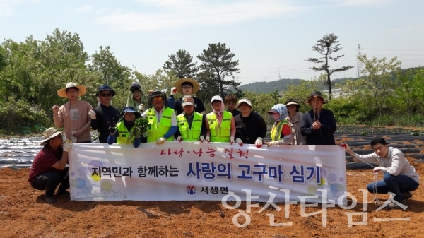 서생면, 지역민과 함께하는 '사랑의 고구마 심기' ⓒ양산타임스