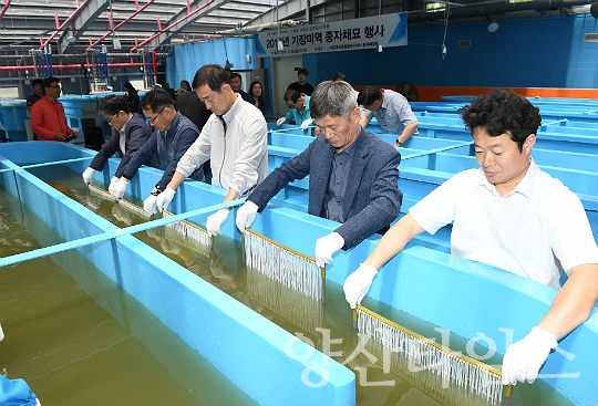 2018년에 실시한 기장미역 종자채묘 행사 ⓒ양산타임스