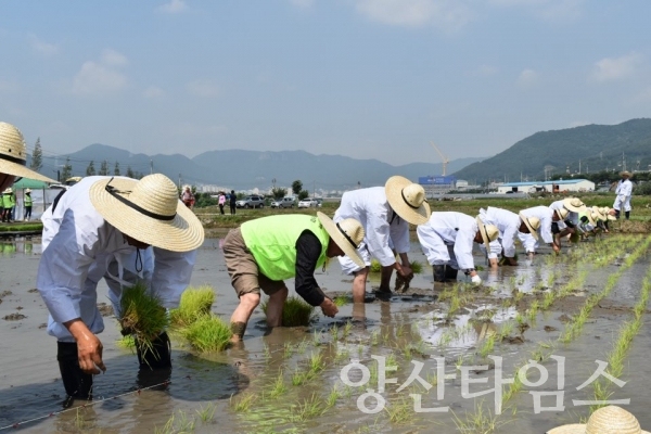 2018년에 진행된 쌀(나락) 전통 농경문화 복원행사 ⓒ양산타임스