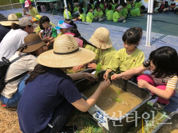 2018년에 진행된 쌀(나락) 전통 농경문화 복원행사 ⓒ양산타임스