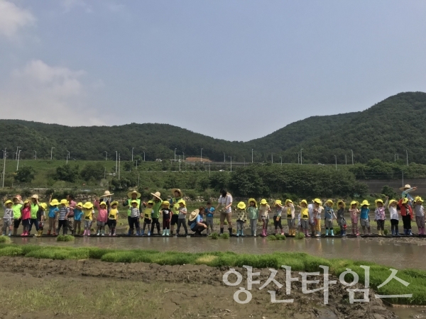 2018년에 진행된 쌀(나락) 전통 농경문화 복원행사 ⓒ양산타임스