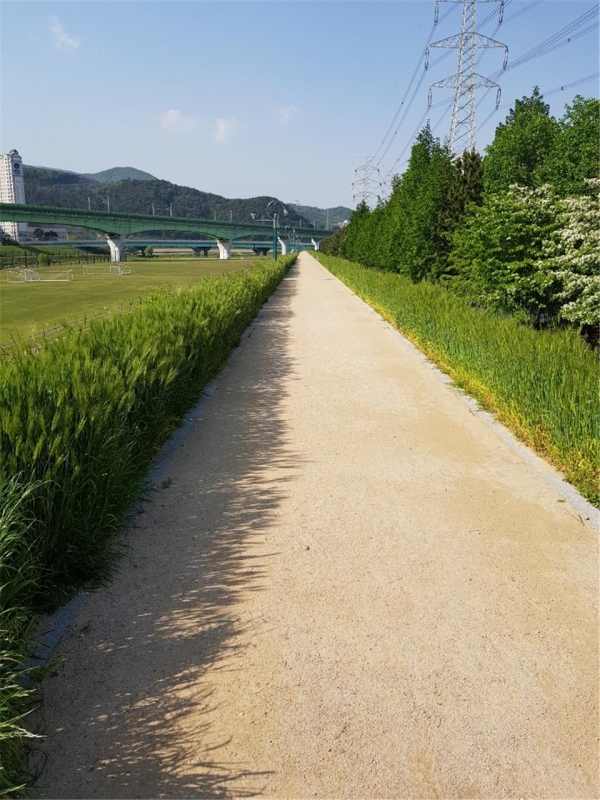 청보리 산책로 ⓒ양산타임스