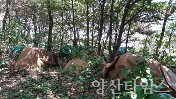 ‘목도 상록수림’내 병해충 피해를 입어 방제 처리한 소나무 훈증더미 100개(30t)를 해체하여 선박으로 운송해 육지로 반출했다. ⓒ양산타임스