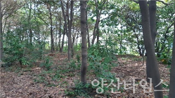 ‘목도 상록수림’내 병해충 피해를 입어 방제 처리한 소나무 훈증더미 100개(30t)를 해체하여 선박으로 운송해 육지로 반출했다. ⓒ양산타임스