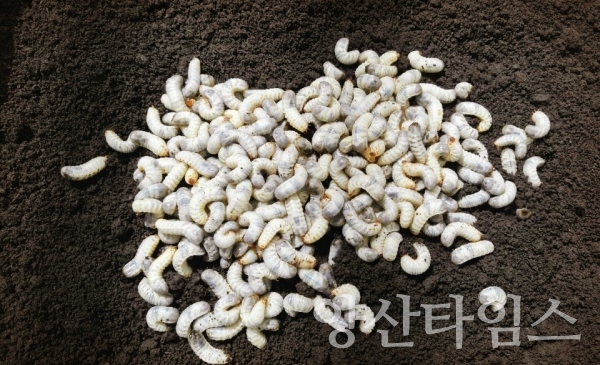 이병한씨가 키우고 있는 굼벵이 ⓒ양산타임스