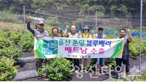 울주군에서 생산된 블루베리를 베트남으로 첫 수출했다. ⓒ양산타임스
