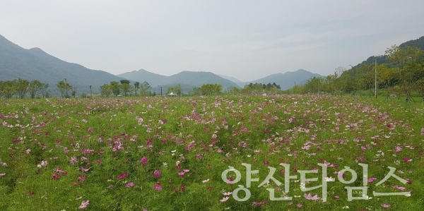 황성공원에 조성된 코스모스단지 ⓒ양산타임스