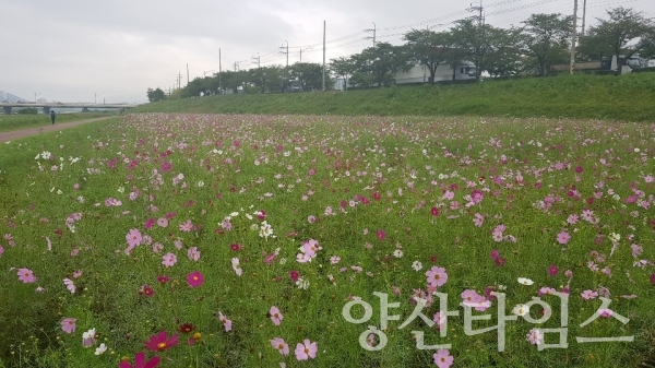 양산천변에 조성환 코스모스 야생화경관단지에 코스모스가 활짝 폈다. ⓒ양산타임스