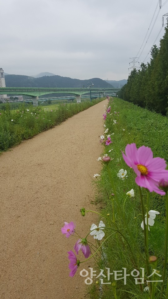 제방산책로에 활짝 핀 코스모스 ⓒ양산타임스