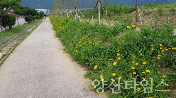 부산대 법면부에 식재한 야생화들이 개화했다. ⓒ양산타임스