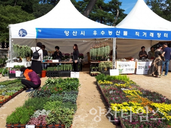 통도사 개산대재 기간에 국화작품 330여점이 전시된다. ⓒ양산타임스