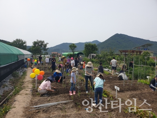 기장 꿈틀 어린이 텃밭학교 ⓒ양산타임스