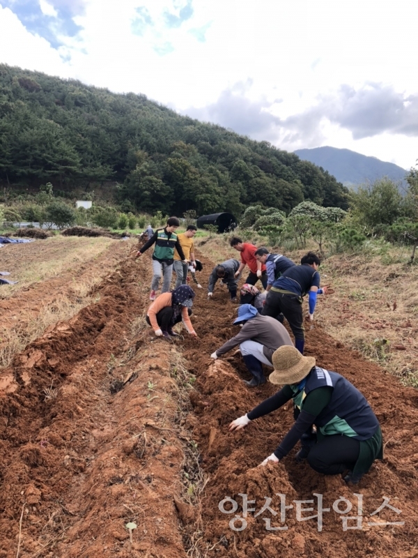 양산시 소주동은 소주동주민자치위원회 주관으로 '사랑의 텃밭'에서 고구마를 수확했다. ⓒ양산타임스