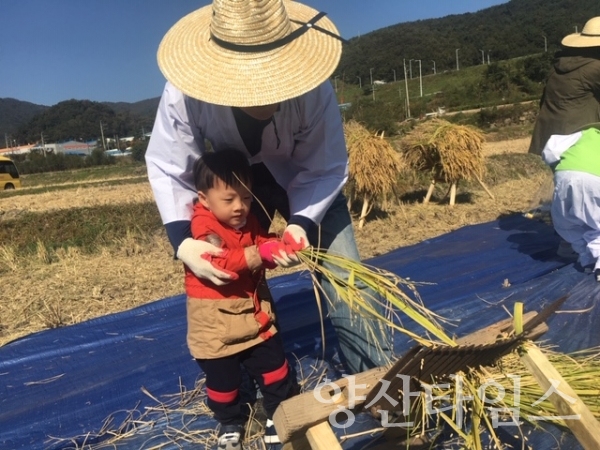 2018년 기장군 손벼베기 저농 농경물화 복원행사 ⓒ양산타임스