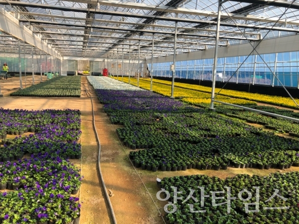 양산시 초화류육묘장에서 경관조성용 겨울 꽃을 무상분양한다. ⓒ양산타임스