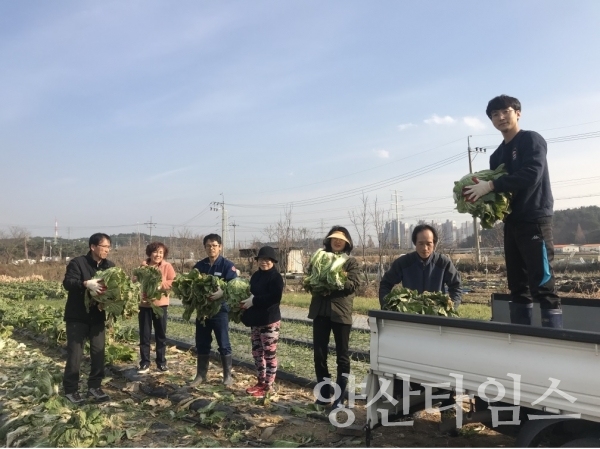 청량읍 적십자회원 박재용씨가 청럅읍 노인회에 배추 300포기를 전달했다. ⓒ양산타임스