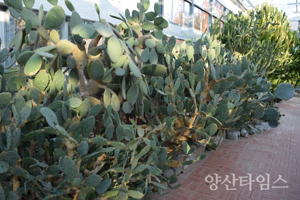 양산시농업기술센터에서 운영하고 있는 온실에서 키우는 손바닥선인장 ⓒ양산타임스