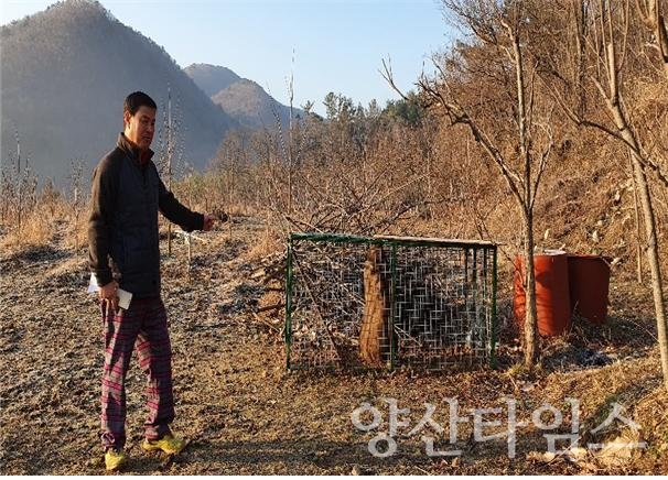 울주군 오양읍 운화리에 시범적으로 설치한 멧돼지 포획틀에 멧돼지가 잡혔다. ⓒ양산타임스
