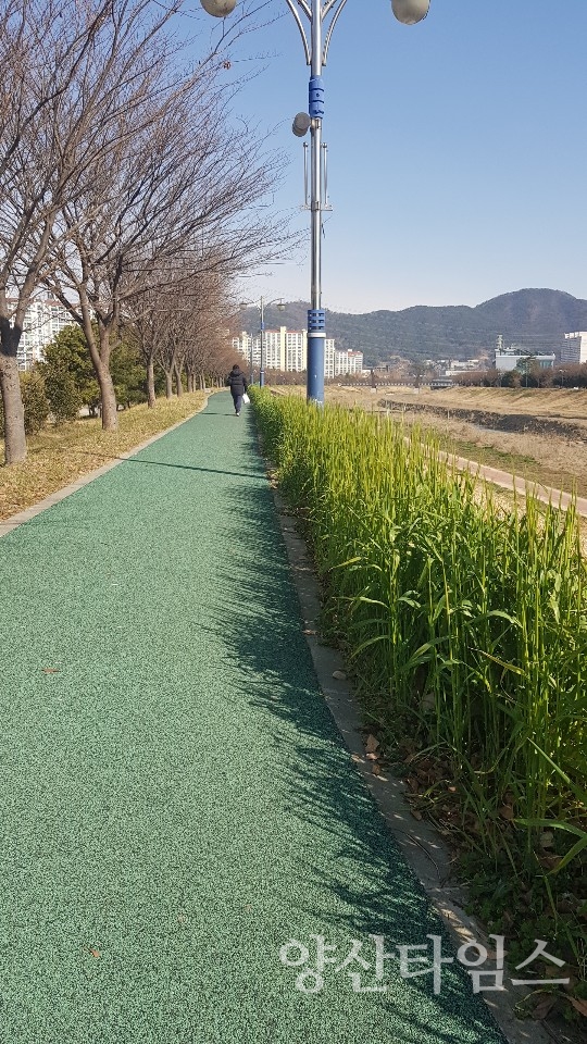 양산시 다방천 제방산책로가 청보리길로 단장됐다. ⓒ양산타임스