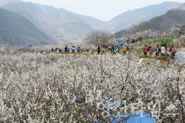 ‘2019 양산 원동매화축제’ 를 방문한 상춘객들 ⓒ양산타임스