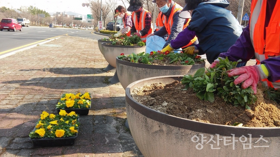 울주군이 봄을 맞아 가로변 꽃단장 작업을 하고 있다. ⓒ양산타임스