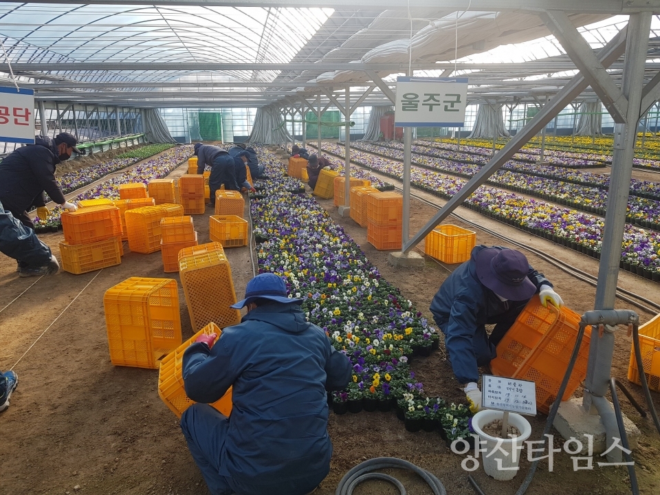 울주군이 봄을 맞아 가로변 꽃단장 작업을 하고 있다. ⓒ양산타임스