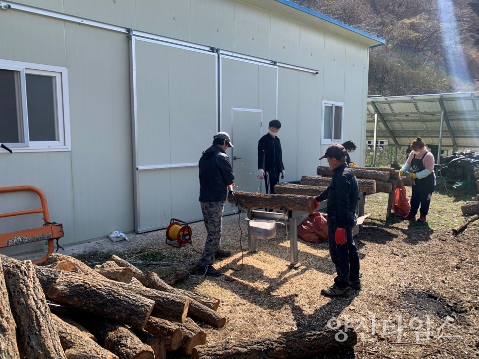 상북면 배내골 표고버섯 공동재배작업 현장 ⓒ양산타임스