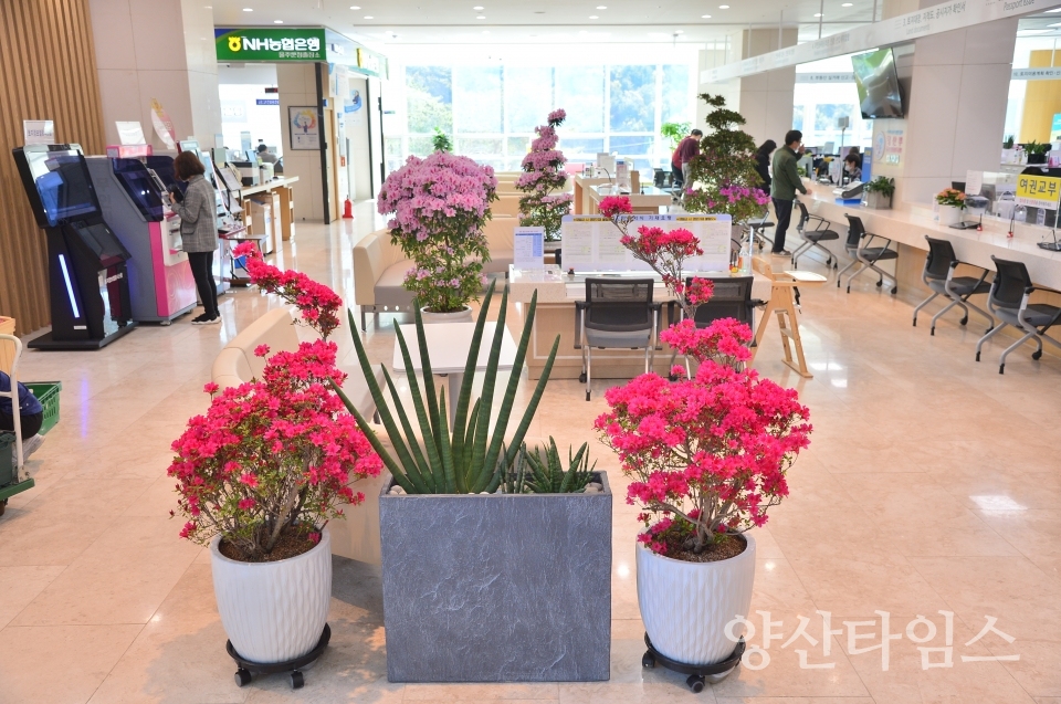울주군청 민원실이 4월을 맞아 봄맞이 꽃단장을 마쳤다. ⓒ양산타임스