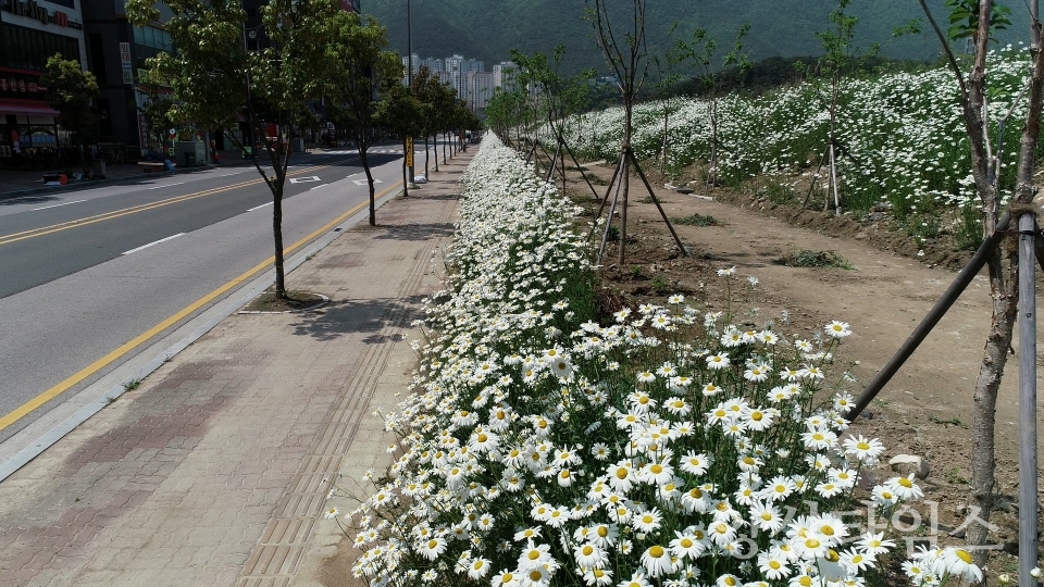 시민숲길 야생화 만개2ⓒ양산타임스