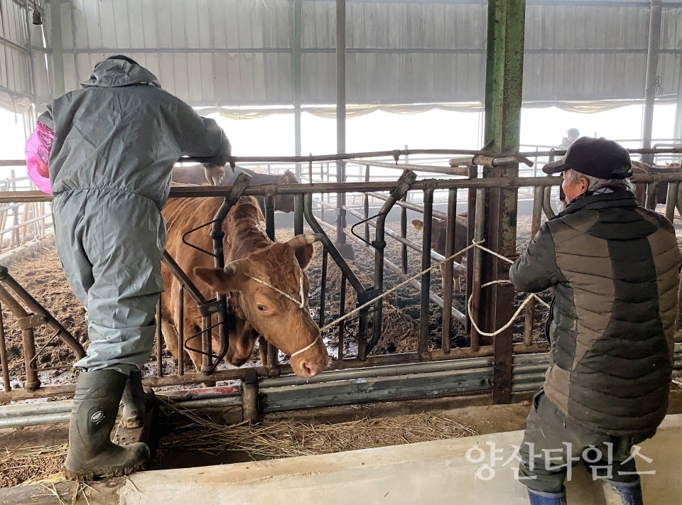 소 브루셀라병ⓒ양산타임스