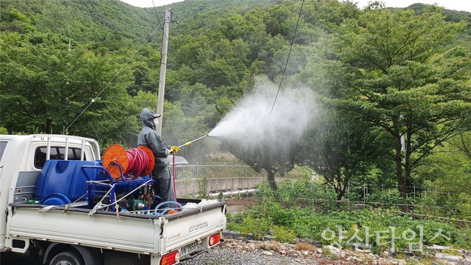 미국선녀벌레 방제 작업ⓒ양산타임스