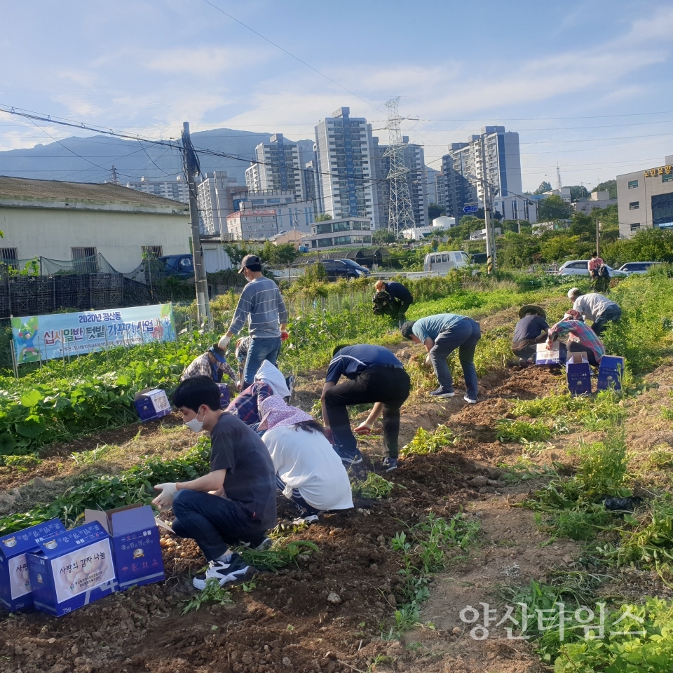 평산동 사랑의 감자 수확 ⓒ양산타임스