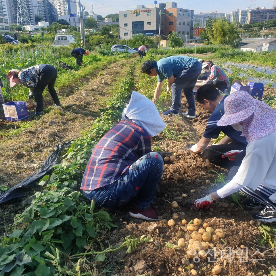 평산동 사랑의 감자 수확 ⓒ양산타임스