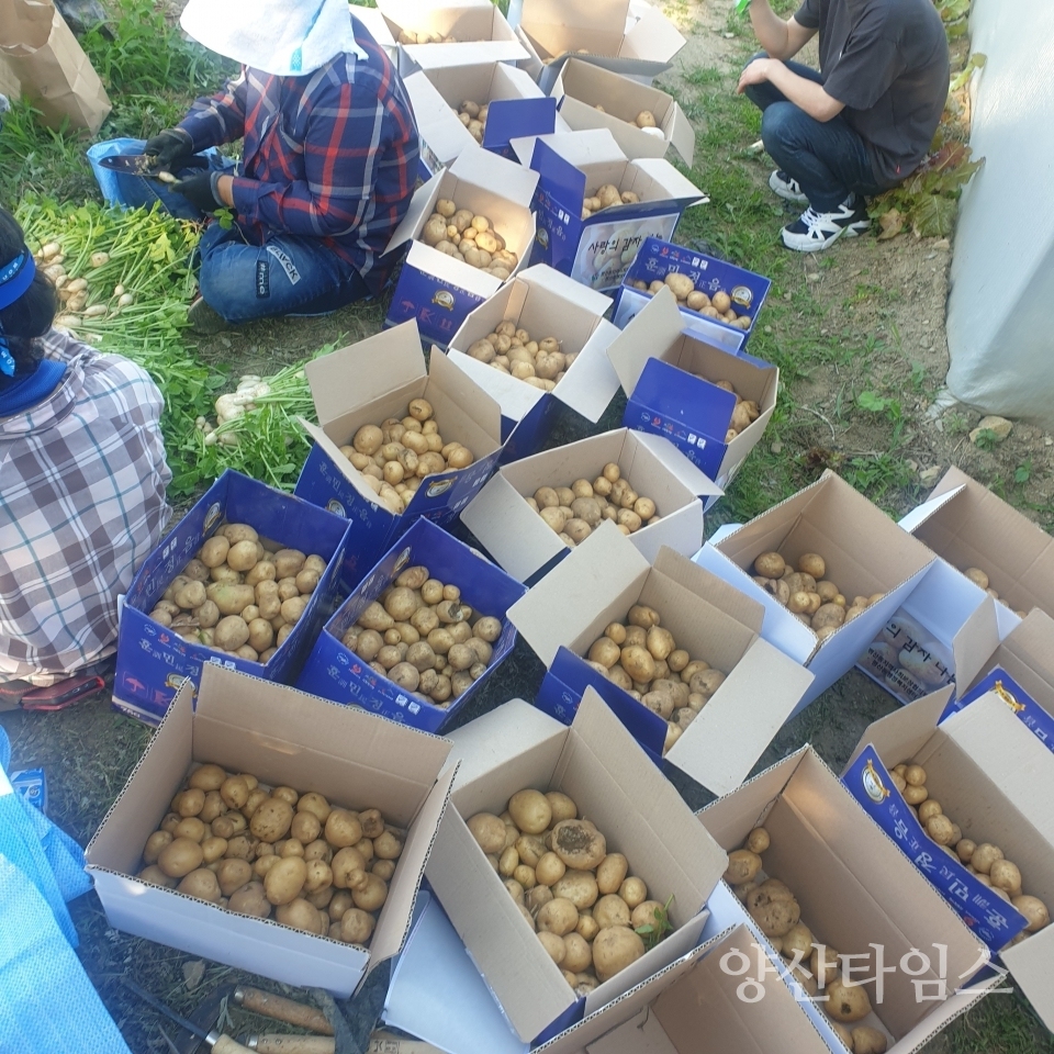 평산동 사랑의 감자 수확 ⓒ양산타임스