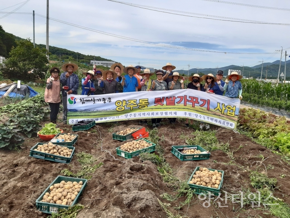 사진자료(양주동 나눔텃밭, 감자수확)ⓒ양산타임스