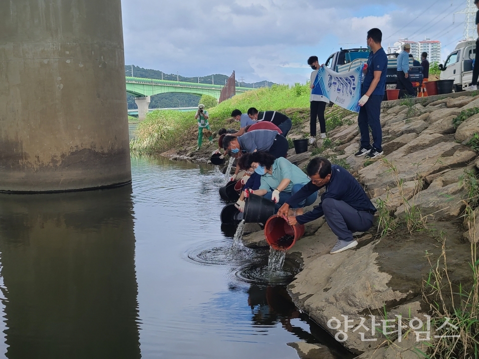 수산종자 잉어 붕어 방류 ⓒ양산타임스