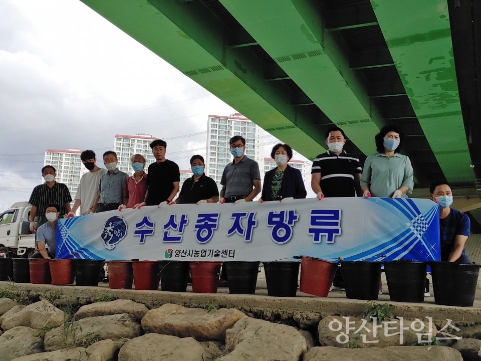 수산종자 잉어 붕어 방류 ⓒ양산타임스