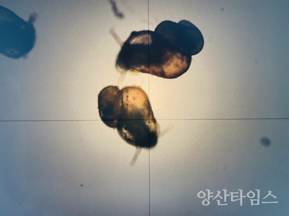 부화직후 어린다슬기 ⓒ양산타임스