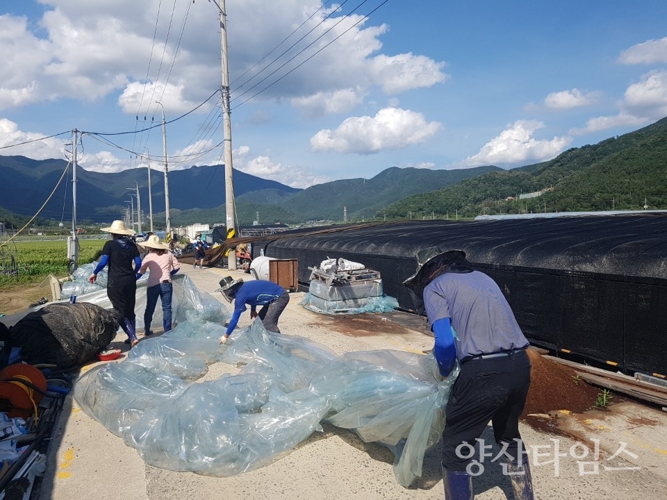 농업기술센터 피해농가 지원 ⓒ양산타임스