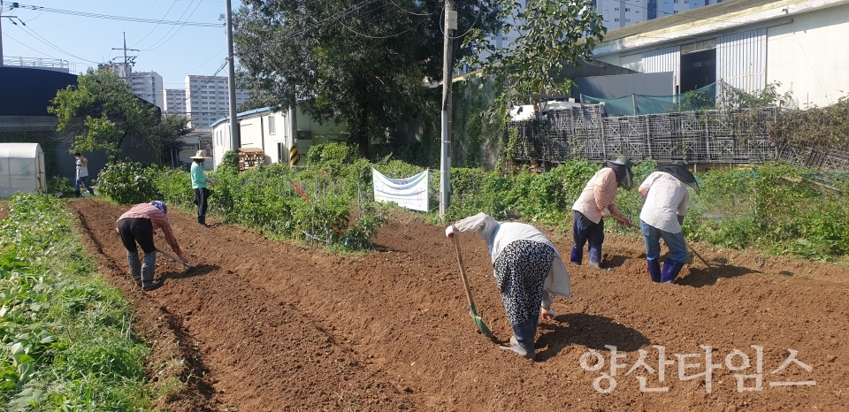 평산동 사랑의 무 배추심기ⓒ양산타임스