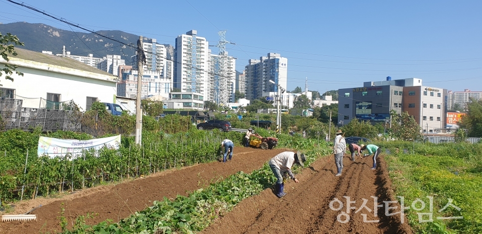 평산동 사랑의 무 배추심기ⓒ양산타임스