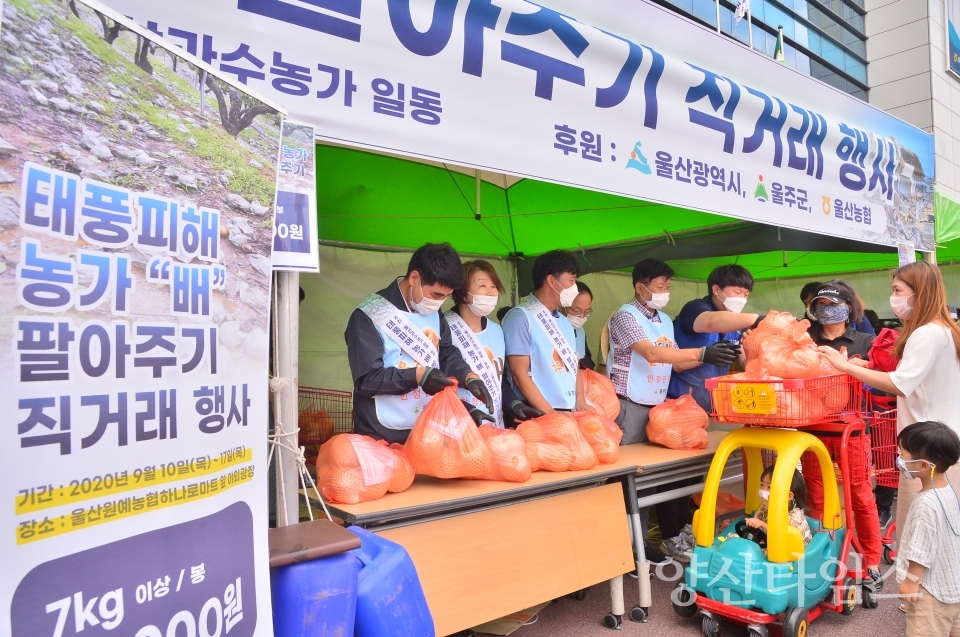 울주군, 태풍‘마이삭’피해 농가 배 판매 행사ⓒ양산타임스