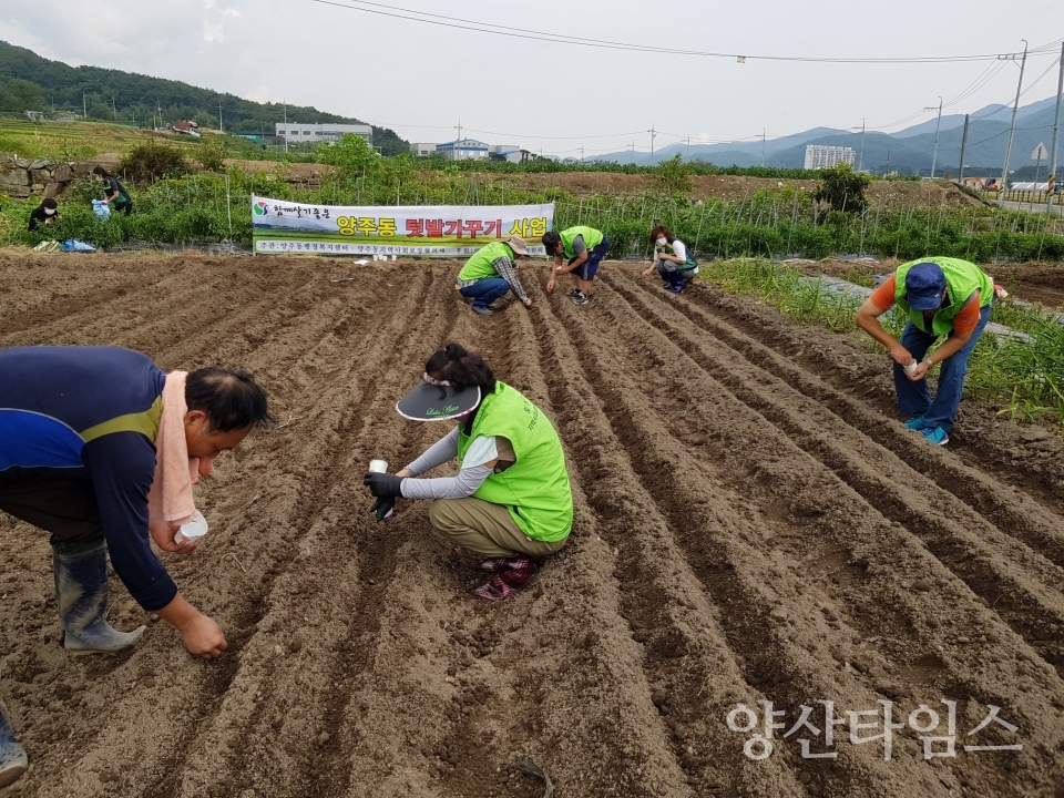 양주동 나눔텃밭 가꾸기 ⓒ양산타임스